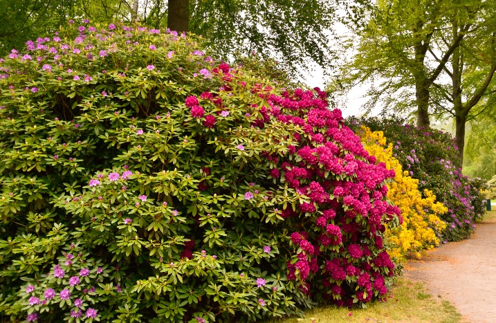 Blühende Heckenpflanzen: die richtige Auswahl für deine Blühhecke